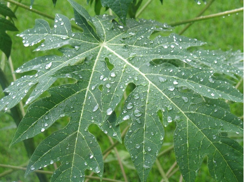Lá[-]đu[-]đủ.