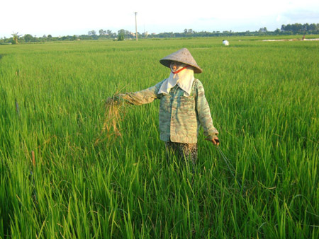 Bà[-]Nguyễn[-]Thị[-]Ngoa[-]–[-]Chi[-]hội[-]trưởng[-]Hội[-]Phụ[-]nữ[-]thôn[-]Phượng[-]Hoàng[-](thị[-]trấn[-]Thanh[-]Miện,[-]Hải[-]Dương)[-]phải[-]cáng[-]đáng[-]hơn[-]3[-]mẫu[-]ruộng.[-]