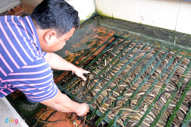 Kiếm[-]300[-]triệu/tháng[-]nhờ[-]nuôi[-]lươn[-]không[-]bùn[-]ở[-]Sài[-]Gòn