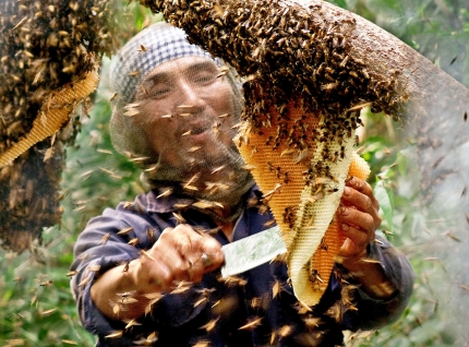 85%[-]mật[-]ong[-]tại[-]Cà[-]Mau[-]không[-]nguyên[-]chất