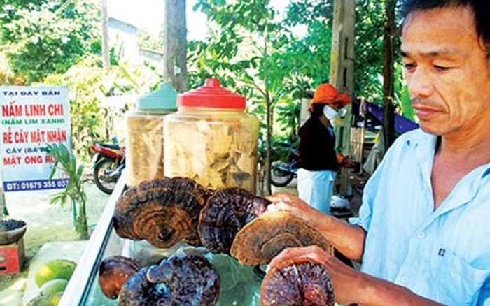 Đổ[-]xô[-]đi[-]săn[-]lùng[-]nấm[-]lim[-]xanh[-]chữa[-]ung[-]thư[-]giá[-]bạc[-]triệu