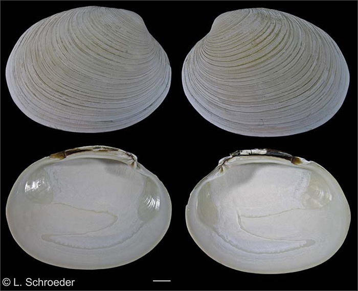 Chuyện[-]khó[-]tin:[-]Loài[-]nghêu[-]sống[-]đến[-]450[-]tuổi