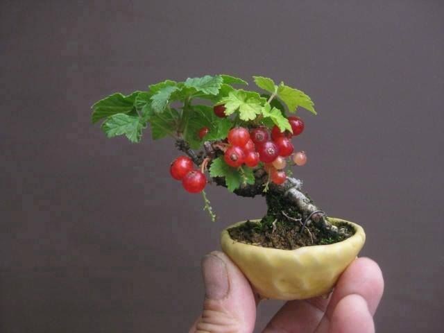 Trồng[-]Ribes[-]rubrum[-](nho[-]đỏ)[-]trị[-]rối[-]loạn[-]tiền[-]mãn[-]kinh