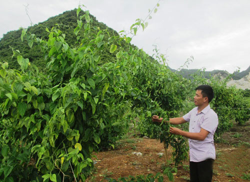 Trong[-]khi[-]“hoàng[-]hậu[-]của[-]các[-]loại[-]hạt”[-]mắc[-]ca[-]đang[-]ngắc[-]ngoải[-]thì[-]“vua[-]hạt”[-]sachi[-]đã[-]xuất[-]hiện[-]ở[-]Việt[-]Nam,[-]được[-]quảng[-]bá[-]còn[-]triển[-]vọng[-]hơn[-]cả[-]“cây[-]tỉ[-]đô”!