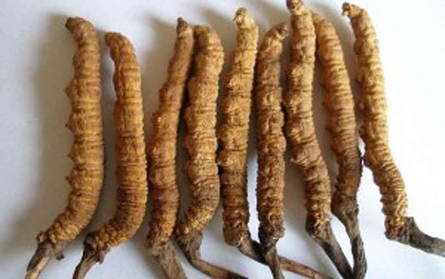 Khám[-]phá[-]loài[-]"sâu[-]cỏ"[-]có[-]giá[-]bạc[-]tỷ