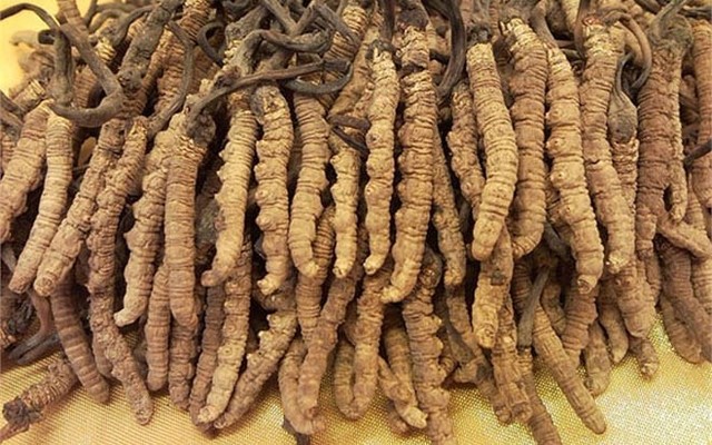 Khám[-]phá[-]loài[-]"sâu[-]cỏ"[-]có[-]giá[-]bạc[-]tỷ