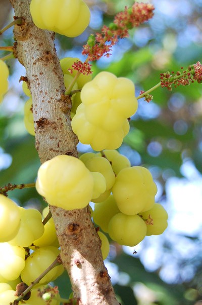 Những[-]món[-]trái[-]cây[-]rừng[-]hút[-]khách,[-]giúp[-]“trường[-]sinh[-]bất[-]lão“