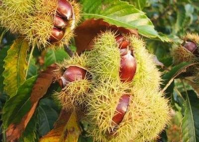 Những[-]món[-]trái[-]cây[-]rừng[-]hút[-]khách,[-]giúp[-]“trường[-]sinh[-]bất[-]lão“
