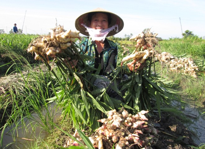 Nông[-]dân[-]miền[-]Tây[-]trúng[-]giá[-]lãi[-]nửa[-]tỷ/vụ[-]gừng