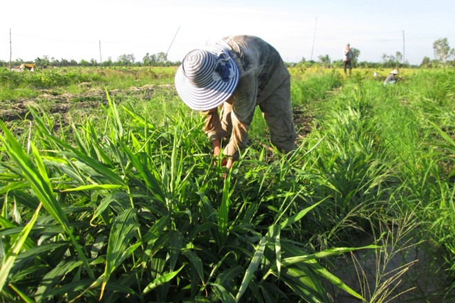 Nông[-]dân[-]miền[-]Tây[-]trúng[-]giá[-]lãi[-]nửa[-]tỷ/vụ[-]gừng
