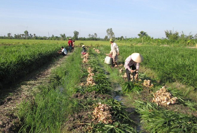 Nông[-]dân[-]miền[-]Tây[-]trúng[-]giá[-]lãi[-]nửa[-]tỷ/vụ[-]gừng