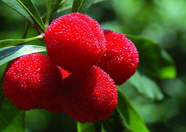 Những[-]món[-]trái[-]cây[-]rừng[-]hút[-]khách,[-]giúp[-]“trường[-]sinh[-]bất[-]lão“