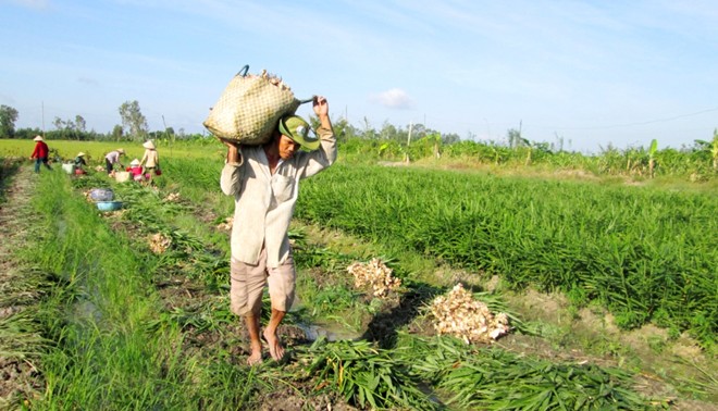 Nông[-]dân[-]miền[-]Tây[-]trúng[-]giá[-]lãi[-]nửa[-]tỷ/vụ[-]gừng