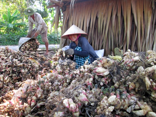 Nông[-]dân[-]miền[-]Tây[-]trúng[-]giá[-]lãi[-]nửa[-]tỷ/vụ[-]gừng