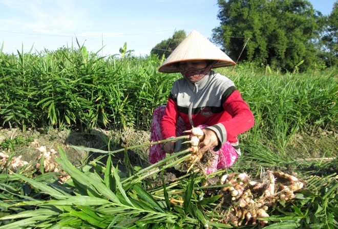Nông[-]dân[-]miền[-]Tây[-]trúng[-]giá[-]lãi[-]nửa[-]tỷ/vụ[-]gừng