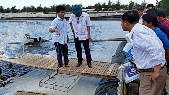 Tôm[-]chết[-]hàng[-]loạt[-]không[-]phải[-]do[-]thay[-]nước[-]biển?
