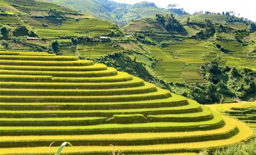 Ngỡ ngàng sắc vàng những thửa ruộng bậc thang vùng Tây Bắc