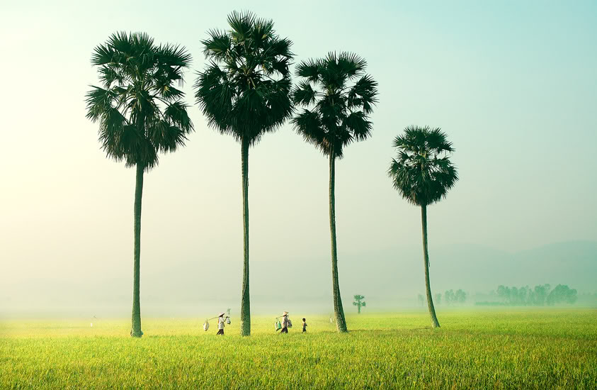 [-]Không[-]nên[-] đổ[-]xô[-]trồng[-] thốt[-]nốt