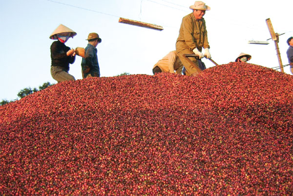 Bất[-]chấp[-]thiên[-]tai[-]Đắk[-]Lắk[-]vẫn[-]thu[-]hoạch[-]gần[-]453.000[-]tấn[-]cà[-]phê[-]
