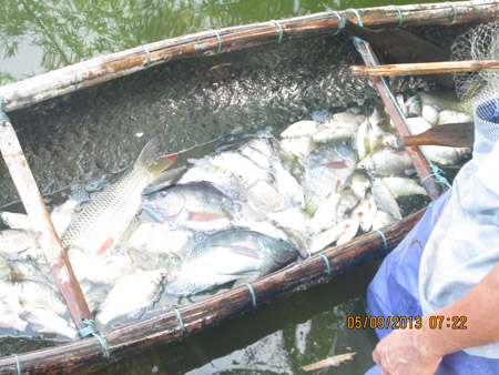 Nguồn[-]nước[-]thải[-]độc[-]hại[-]của[-]Nhà[-]máy[-]Tinh[-]bột[-]sắn[-]Thừa[-]Thiên-[-]Huế[-]khiến[-]cá[-]tại[-]hồ[-]Bàu[-]Sen[-]chết[-]hàng[-]loạt.[-]