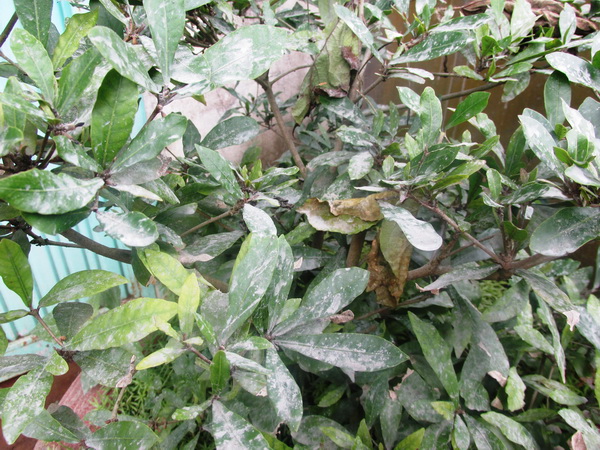 Gia[-]Lai:[-]Công[-]ty[-]bê[-]tông[-]Đại[-]Hoàng[-]Hưng[-]gây[-]ô[-]nhiễm