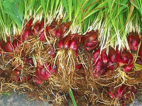 Sâm[-]đại[-]hành[-]có[-]tác[-]dụng[-]với[-]ung[-]thư[-]máu?[-]