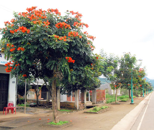 Đắk[-]Nông:[-]Cần[-]sớm[-]thay[-]thế[-]cây[-]sò[-]đo[-]cam[-]trồng[-]trên[-]Quốc[-]lộ[-]14
