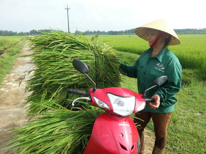 Thanh[-]Hóa:[-]Hàng[-]trăm[-]hecta[-]lúa[-]không[-]kết[-]hạt[-]phải[-]cắt[-]cho[-]bò[-]ăn