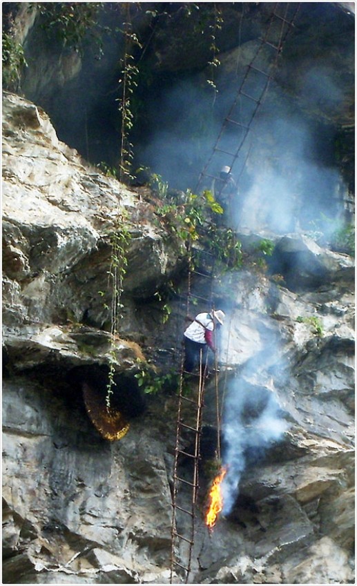 Cảnh tượng săn tổ ong khổng lồ trên vách núi dựng đứng