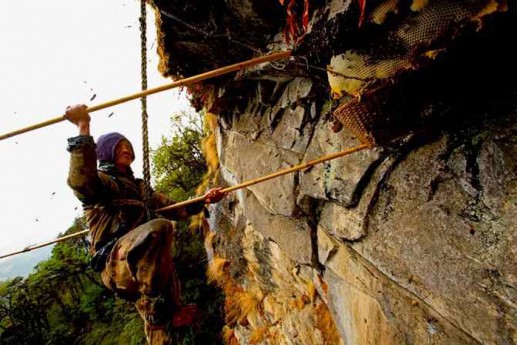 Cảnh tượng săn tổ ong khổng lồ trên vách núi dựng đứng