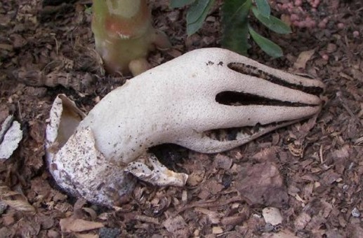 Loài nấm có hình dạng giống bàn tay