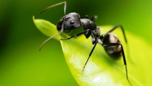 Khám phá khó tin nhưng có thật về loài kiến(2)