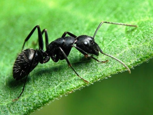 Khám phá khó tin nhưng có thật về loài kiến(1)