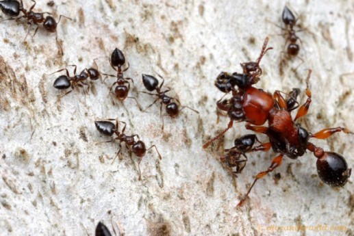 Khám phá khó tin nhưng có thật về loài kiến(1)