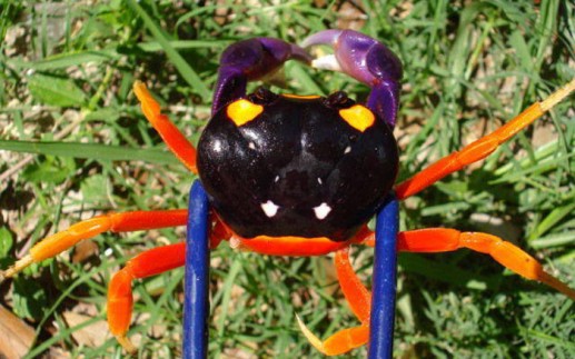 Lạ lùng loài cua có bộ dạng như hóa trang Halloween