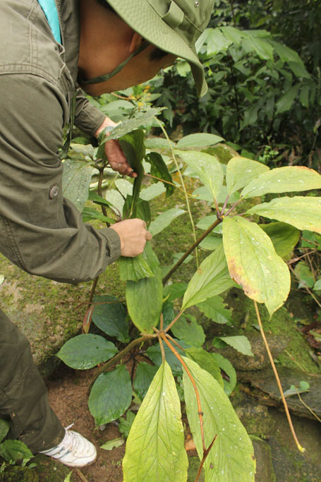 Những[-]thảo[-]dược[-]kỳ[-]quái[-]trên[-]đỉnh[-]Tây[-]Côn[-]Lĩnh