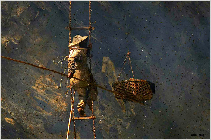 Cảnh[-]tượng[-]săn[-]tổ[-]ong[-]khổng[-]lồ[-]trên[-]vách[-]núi[-]dựng[-]đứng