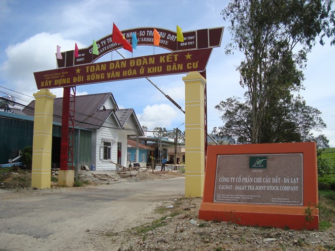 Nông[-]dân[-]Đà[-]Lạt[-]đang[-]phải[-]bán[-]đổ,[-]bán[-]tháo[-]chè[-]ô[-]long[-]nguyên[-]liệu