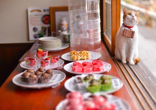 Đôi[-]mèo[-]siêu[-]kute[-]đi[-]du[-]lịch[-]khắp[-]Nhật[-]Bản