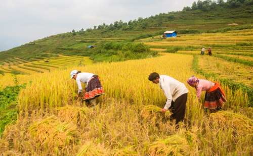 Mùa[-]vàng[-]trên[-]những[-]bản[-]làng[-]vùng[-]cao