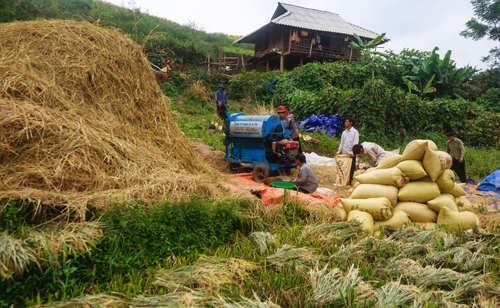 Mùa[-]vàng[-]trên[-]những[-]bản[-]làng[-]vùng[-]cao