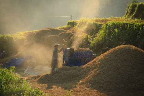 Mùa[-]vàng[-]trên[-]những[-]bản[-]làng[-]vùng[-]cao