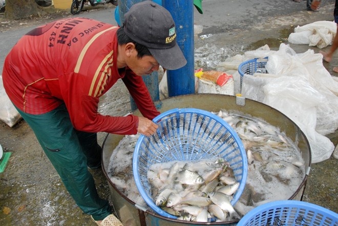 Chợ[-]sỉ[-]cá,[-]cua[-]đồng[-]ở[-]vùng[-]rốn[-]lũ[-]Đồng[-]Tháp[-]Mười