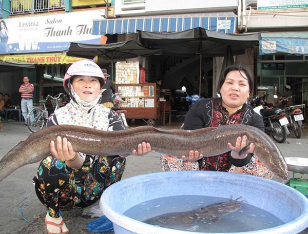 Cận[-]cảnh[-]"nhan[-]sắc"[-]những[-]cá[-]khủng[-]giá[-]chục[-]triệu[-]ở[-]miền[-]Tây