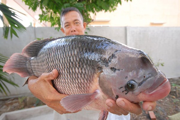 Cận[-]cảnh[-]"nhan[-]sắc"[-]những[-]cá[-]khủng[-]giá[-]chục[-]triệu[-]ở[-]miền[-]Tây