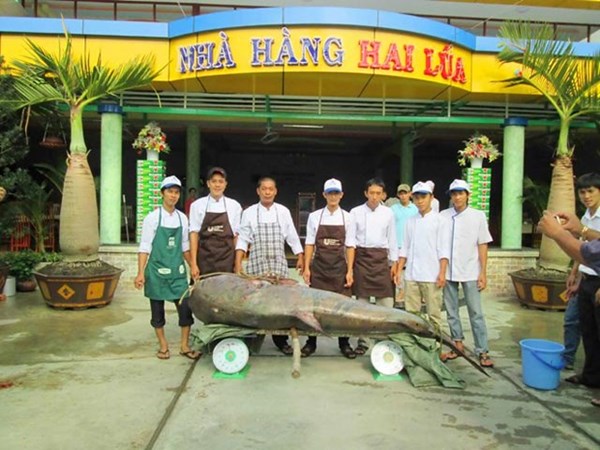 Cận[-]cảnh[-]"nhan[-]sắc"[-]những[-]cá[-]khủng[-]giá[-]chục[-]triệu[-]ở[-]miền[-]Tây