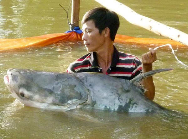 Cận[-]cảnh[-]"nhan[-]sắc"[-]những[-]cá[-]khủng[-]giá[-]chục[-]triệu[-]ở[-]miền[-]Tây