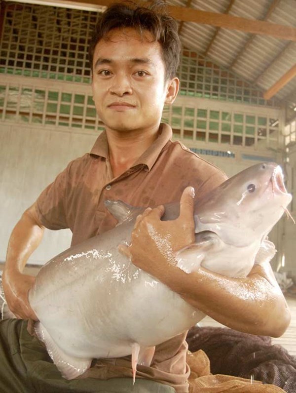 Cận[-]cảnh[-]"nhan[-]sắc"[-]những[-]cá[-]khủng[-]giá[-]chục[-]triệu[-]ở[-]miền[-]Tây