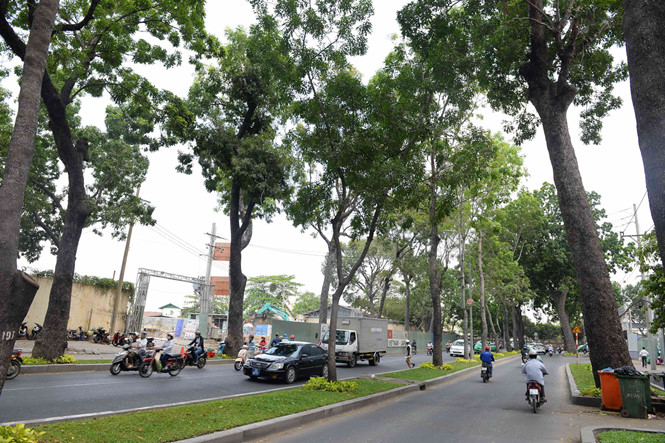 [-]TP.HCM[-]sẽ[-]đốn[-]hạ[-]24[-]cây[-]xanh[-]để[-]thi[-]công[-]đường[-]ngầm[-]metro