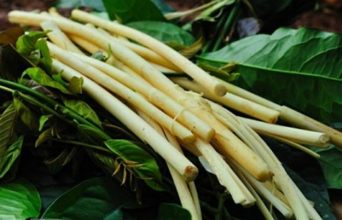 Độc[-]đáo[-]món[-]ăn[-]nấu[-]từ[-]lồ[-]ô[-]ở[-]Tây[-]Nguyên